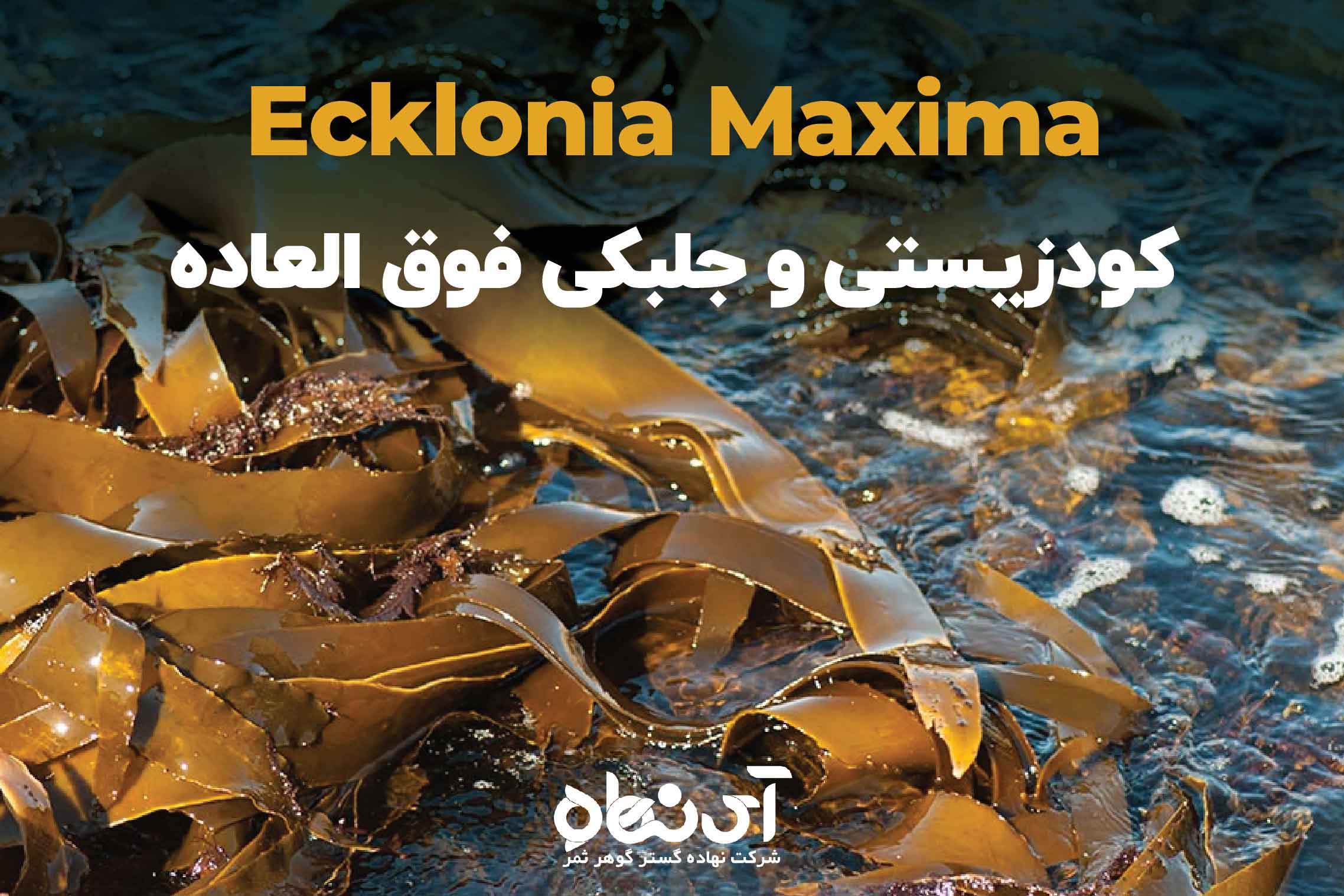 Ecklonia Maxima کودزیستی و جلبکی فوق العاده